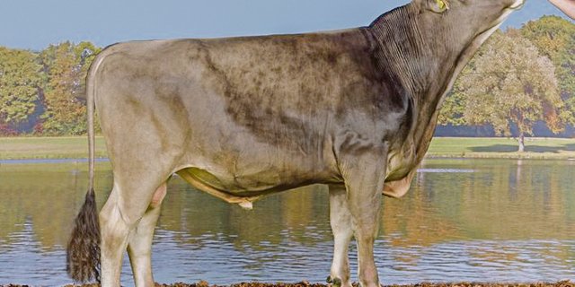 Symbaboy Bunin ist ein starker Leistungsstier und vererbt das Kappa-Kasein BB. (Bilder KeLeKi)