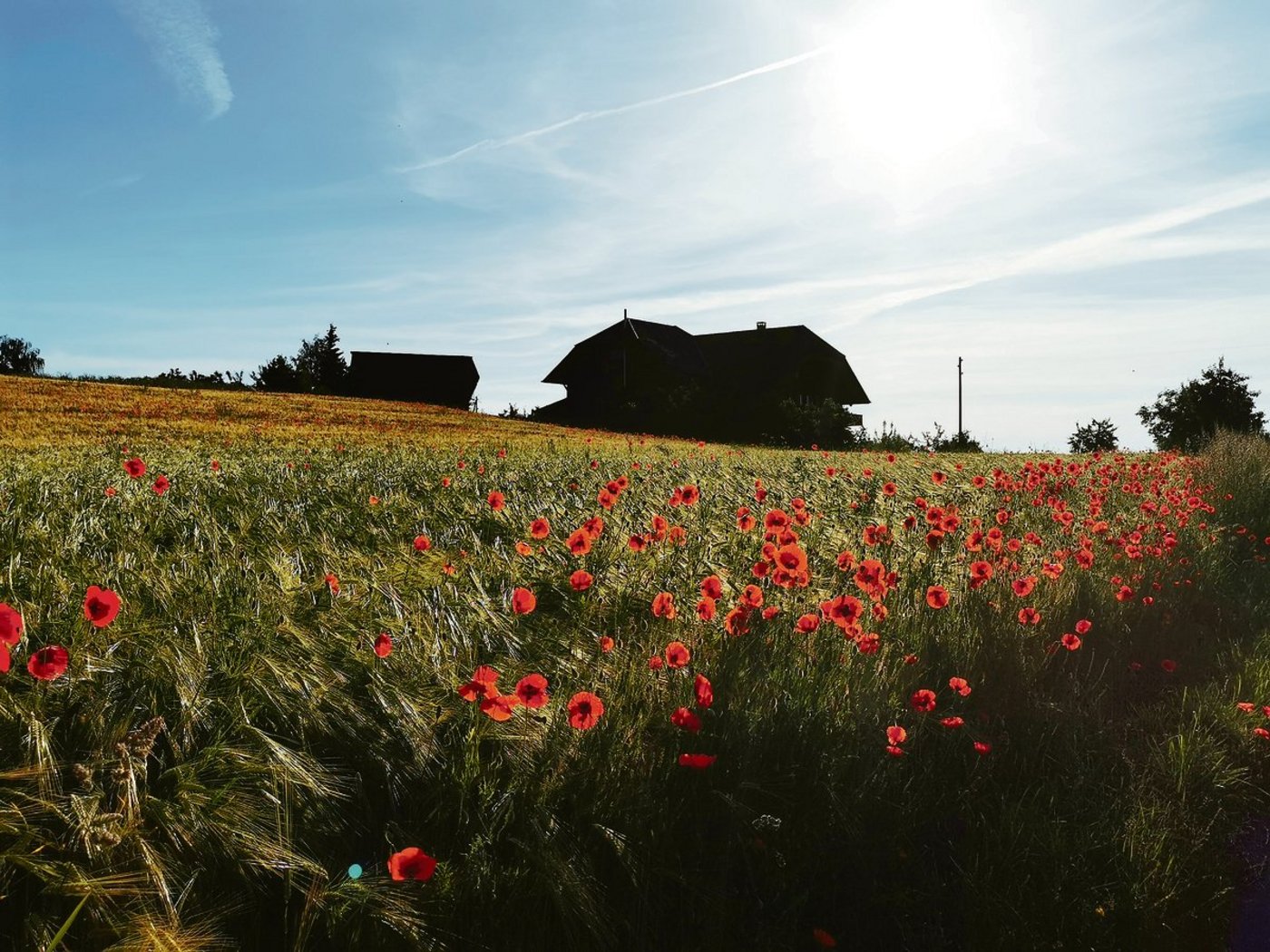70 Prozent aller Schweizer Landwirtinnen und Landwirte agieren auch als Pächter. Entweder von ganzen Betrieben oder von einzelnen Parzellen. (Symbolbild Daniela Joder)