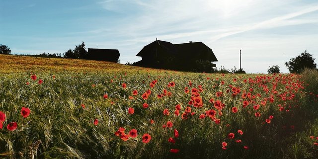 70 Prozent aller Schweizer Landwirtinnen und Landwirte agieren auch als Pächter. Entweder von ganzen Betrieben oder von einzelnen Parzellen. (Symbolbild Daniela Joder)