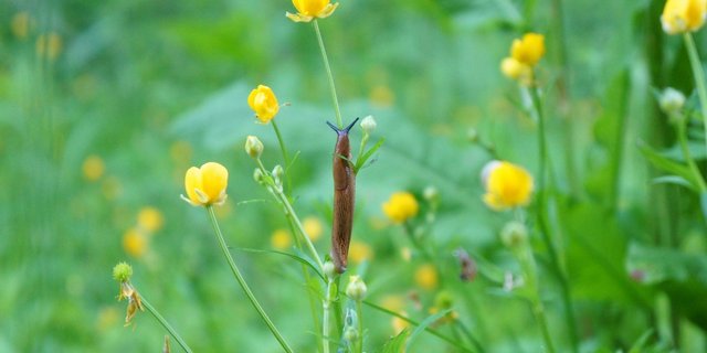 Nacktschnecken sind manchmal schon fast akrobatisch, was den Schutz von Nutz- und Zierpflanzen zur Herausforderung macht. (Bild PIxabay)