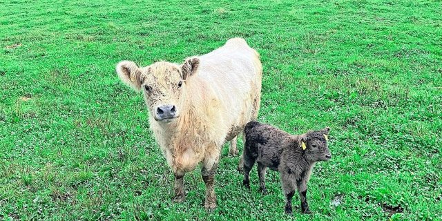 Die Galloway-Kuh Bijou und ihr unerwartetes Kalb zusammen auf der Weide. Beide sind wohlauf und Bijou entwickelt den Mutterinstinkt. 
