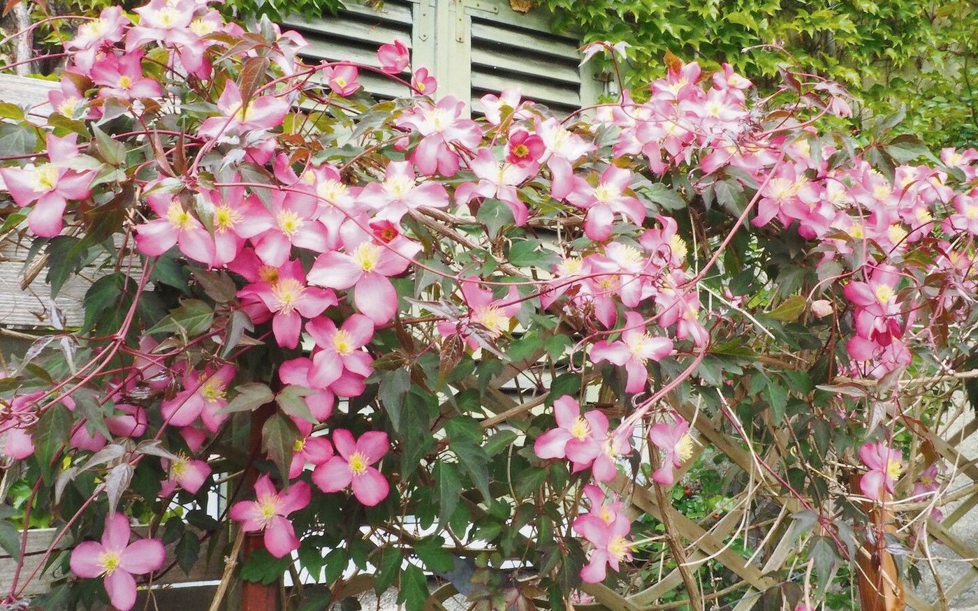 Clematis montana ist eine robuste und sehr wüchsige Art, einige Sorten sind duftend.