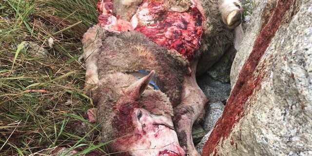 Unschönes Bild: Ein Gerissenes Schaf auf der Göscheneralp im Kanton Uri. (Bilder zVg)