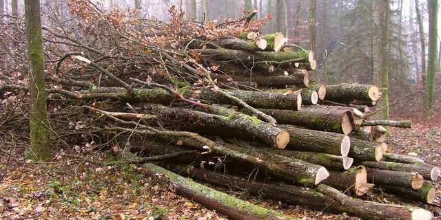 In der Schweiz liesse sich laut WSL noch mehr Energieholz nutzen. (Bild Fritz Frutig/WSL)
