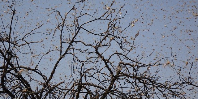 Heuschrecken vertilgen grosse Mengen Pflanzenmaterial und sind nicht wählerisch bei der Auswahl. Das Resultat sind grossflächig kahle Felder und Ernteausfälle. (Bild Pixabay)