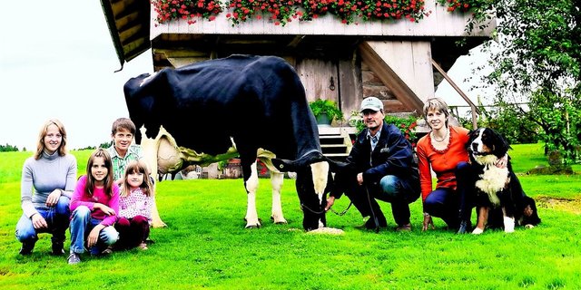 Rudolph Haiti von Markus Wyss, Grasswil BE, ist mit 152'130 kg die noch lebende Holsteinkuh mit der höchsten Lebensleistung. (Bilder: KeLeKi)