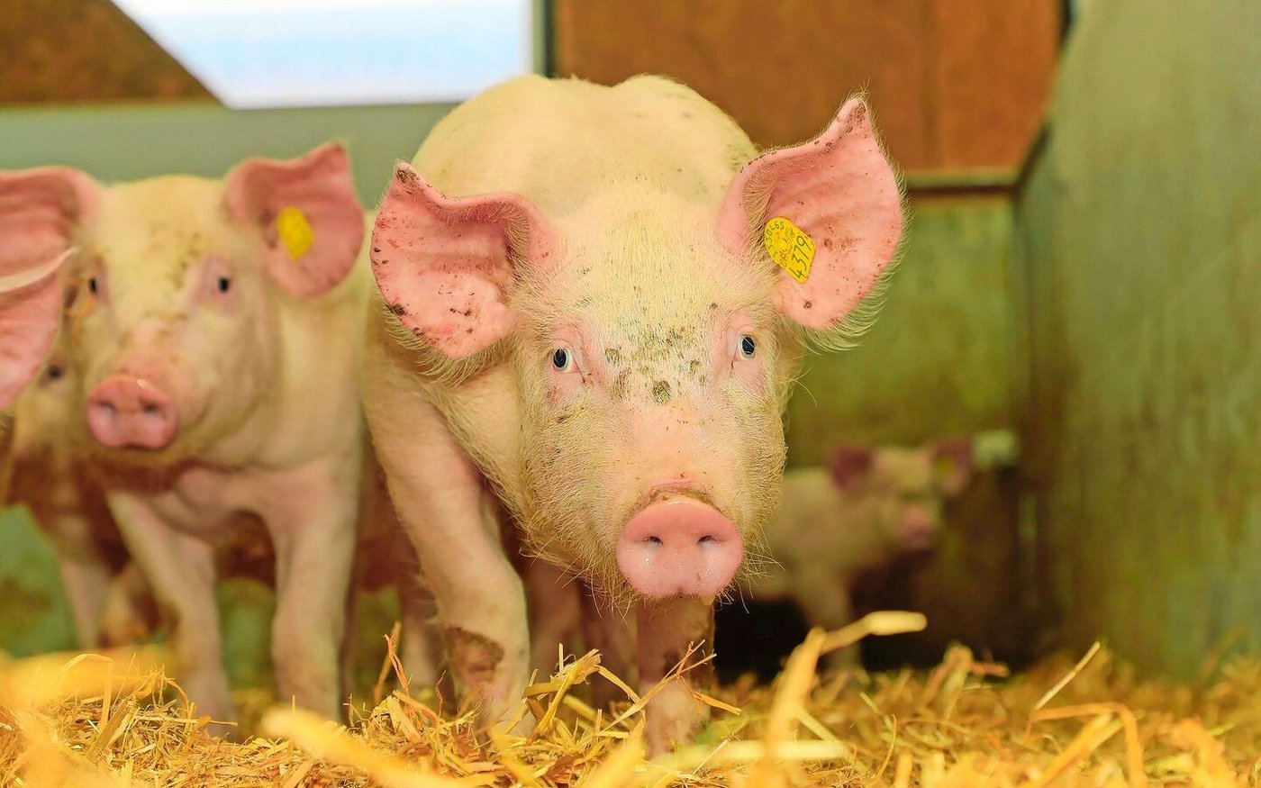 PMSG ist auf 90 ​​​​​​​% der Betriebe verboten.