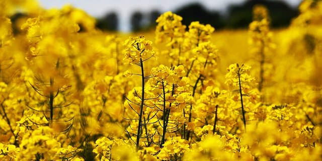 Im kommenden Jahr sollen in der EU rund 10 Prozent weniger Raps angebaut werden. (Bild zVg)