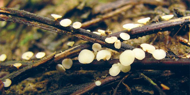 Im Sommer bildet Hymenoscyphus kleine weisse Fruchtkörper auf letztjährigen Eschenstielen und -blättern. (Bild Valentin Queloz/WSL)