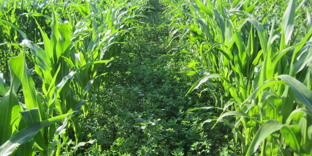 Auch an den «Swiss No Till»-Führungen ist u.a. die Untersaat im Mais Thema. Die Forschung ist sich einig: Je nach Zusammensetzung liefert die Kultur auch so gute Erträge. (Bild Feldtage 8WCCA)