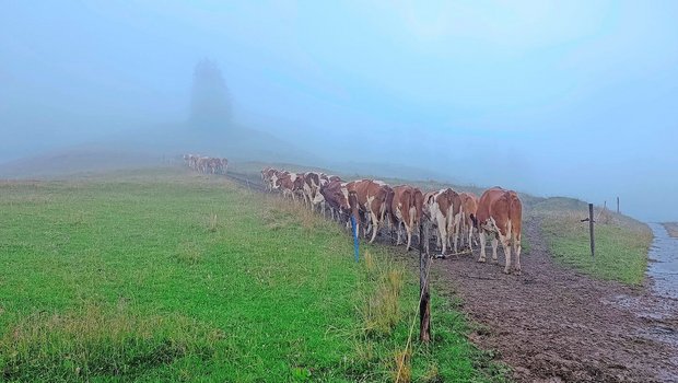 Die Motivation der Herde auf der Alp hält sich in Grenzen: Die Kühe gehen nicht weiter als bis dorthin, wo wir sie hingetrieben haben.(Bild Irina Peter)