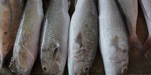 Neu sollen auch Vorgaben zur Schlachtung von Fischen in der Verordnung festgehalten werden. (Bild pixabay)