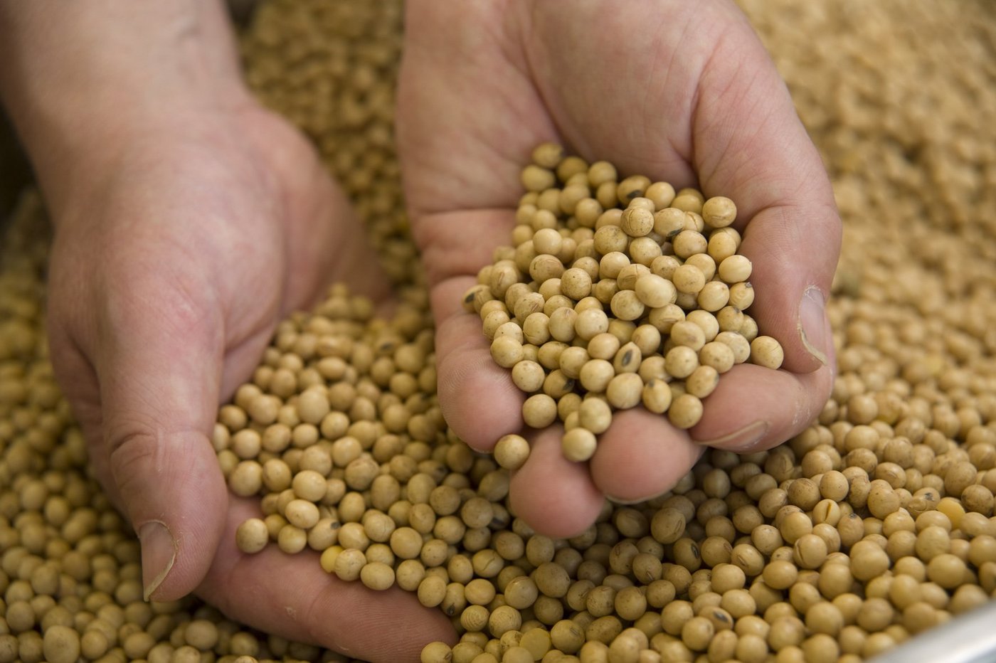 Seit rund 30 Jahren bemüht sich das Sortenzüchtungsprogramm von Agroscope auf die klimatischen Bedingungen der Schweiz abgestimmte Sojasorten zu züchten.(Bild: zvg/Noppa AG)