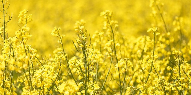 Das neue Verfahren weist eine Herbizid-tolerante Rapssorte nach, die in der USA und Kanada angebaut wird, für die EU aber keine Zulassung hat. (Symbolbild Pixabay)