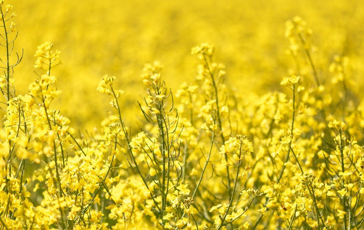 Das neue Verfahren weist eine Herbizid-tolerante Rapssorte nach, die in der USA und Kanada angebaut wird, für die EU aber keine Zulassung hat. (Symbolbild Pixabay)