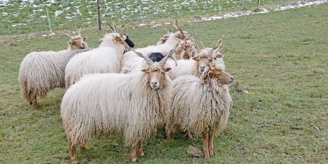 Immer wieder verzeichnet das Zürcher Veterinäramt Meldungen aufgrund von im Freien gehaltenen Tieren. 