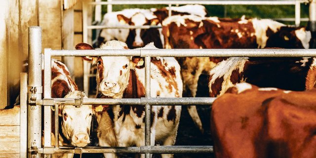 Rinder sind die künftigen Mitarbeiterinnen des Bauern und stellen gewisse Ansprüche an ihre Aufzucht. Licht, Luft, Wasser, Futter, Raum und Ruhe seien für sie ebenso wichtig, wie für die Kühe, sagt Rindviehspezialist Fabian Dettwiler. (Bild Helene Marti)