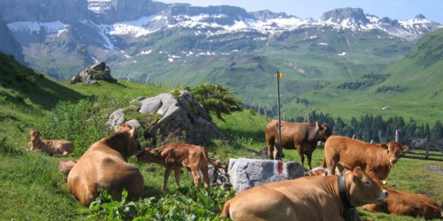 Mutterkuh Schweiz geht der Frage nach: Kann Rindfleisch nachhaltig sein? (Bild Mutterkuh Schweiz)