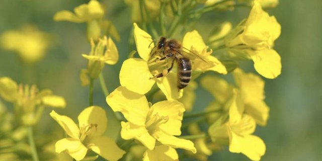 Rapsfelder sind eine gute Nahrungsquelle für Bienen, können aber auch zur Todesfalle werden. (Bild zVg)