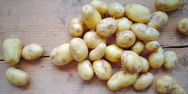 Die hohen Temperaturen machen auch den Frühkartoffeln zu schaffen. (Bild Swisspatat)