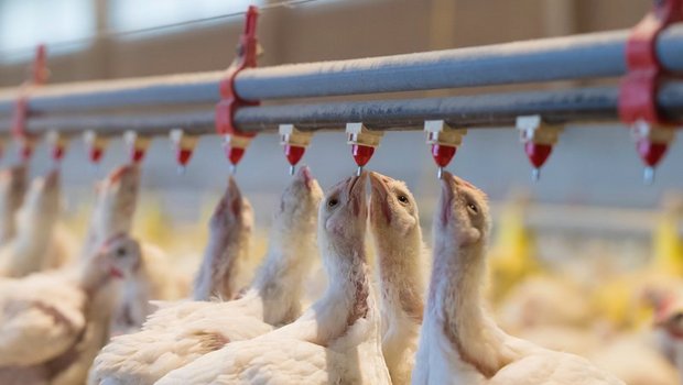Geflügelställe werden in den kommenden drei Jahren stärker kontrolliert. (Bild Archiv BauZ)