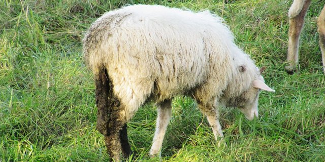 Durchfall ist oft ein Symptom von starker Verwurmung. Bild: BGK