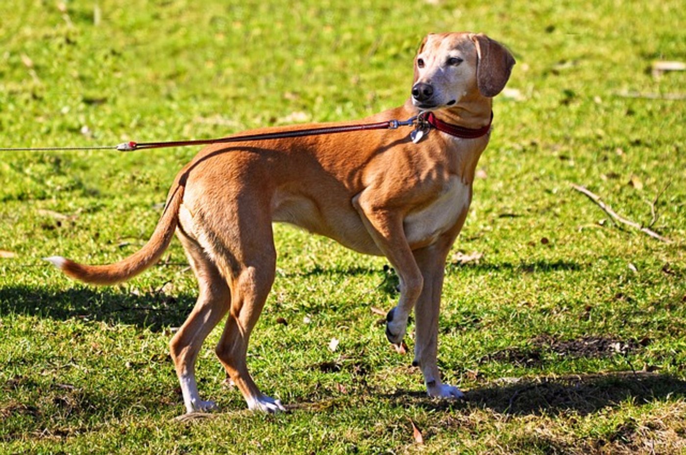 Der Landwirt stieg von seinem Traktor und drohte, den Hund mit einer Eisenstange zu erschlagen. (Symbolbild pixabay)