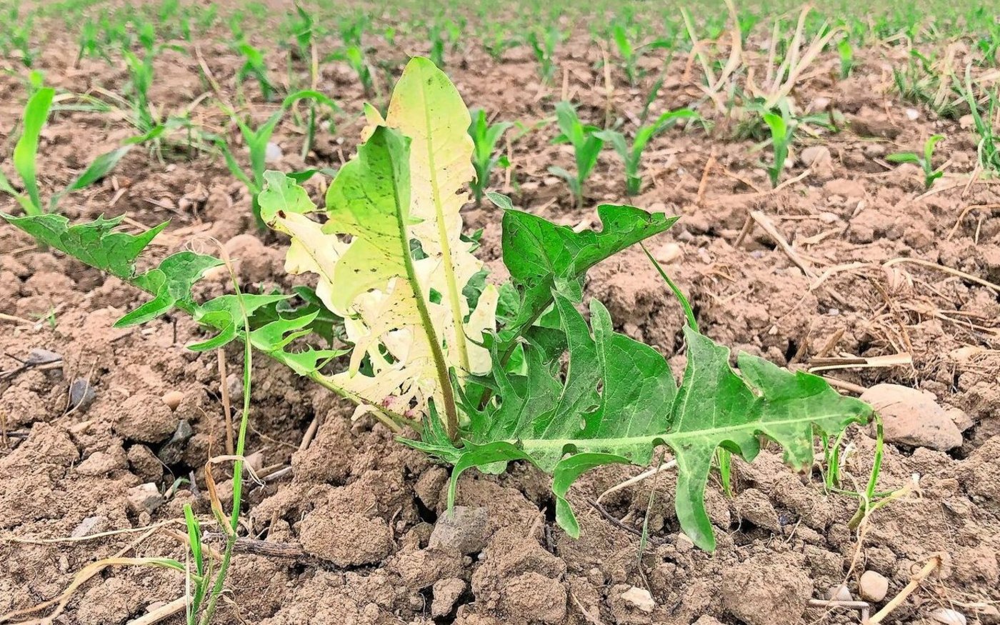 War das Herbizid für den Einsatz in dieser Kultur und auf dieser Parzelle zulässig? Weisen Laboranalysen von Boden oder Pflanzenmaterial aus der Kultur einen Mangel nach, drohen Kürzungen der Direktzahlungen.