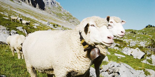 Urner Alpweiden statt Grünerlen-Monokulturen: Schafe halten die Verbuschung und Vergandung zurück und schützen damit das Klima.  (Symbolbild Christian Aeschlimann)