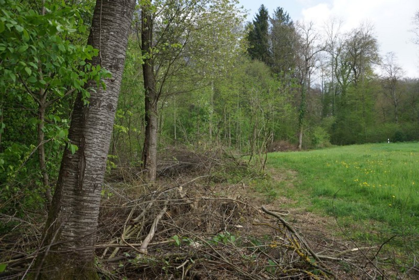 Aufgewertete, gestufte Waldränder, Asthaufen, Steinhaufen, ungenutzte Randflächen – das ist gut für Vögel. (Bild BauZ)