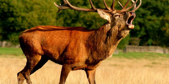 Rotwild entwickelt im Winter einen kräftigen Appetit auf die Knospen und Triebe von jungen Bäumen. Deshalb muss es reduziert werden. (Symbolbild Pixabay)