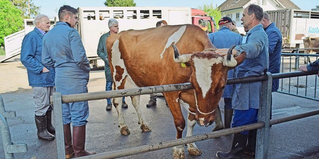 Soll der Marktplatz Weinfelden erhalten bleiben, dann müssten hier pro Jahr rund 750 Tiere gehandelt werden.