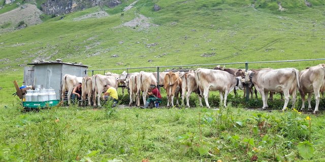 Das Älplerteam beim Melken am Melkstand, bei jedem Wetter. Der erste Abend war noch trocken. (Bild zVg)