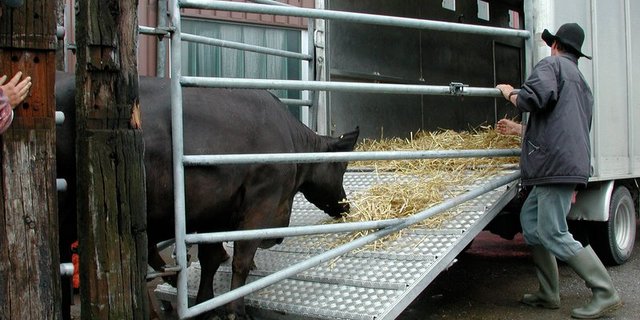 Kühe sind kurz vor Ostern gefragt. (Bild BauZ)