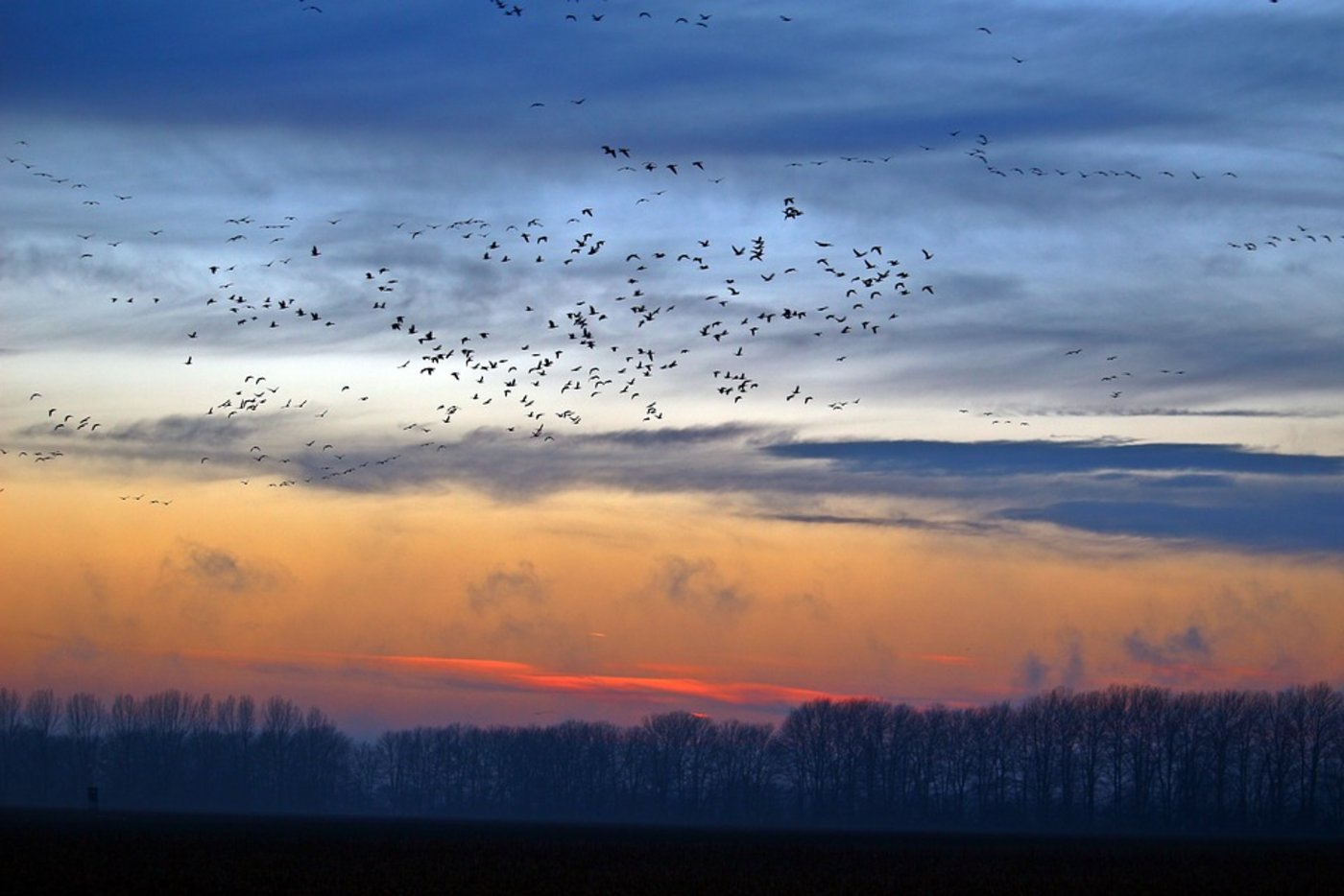 Im Herbst lassen sich am Himmel beeindruckende Schwarmformationen bewundern.  (Bild Pixabay)