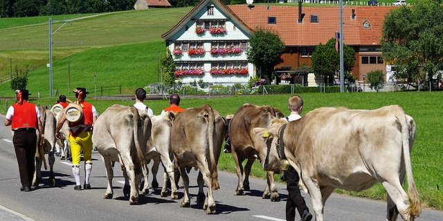 Im Gegensatz zu den Alpabzügen sind Alpaufzüge keine touristischen Events mit vielen Zuschauerinnen und Zuschauern. (Bild Pixabay))