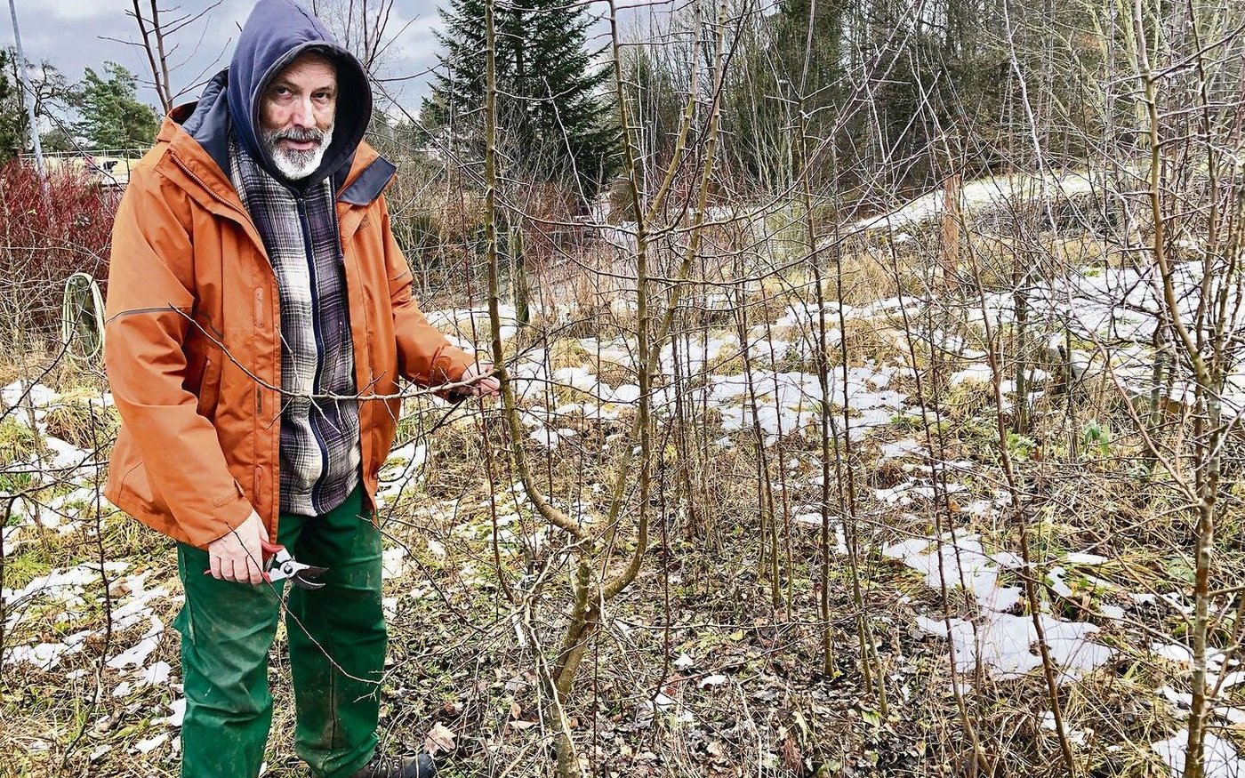 Durch Pfropfen vermehrt Bernhard Egli in seinem Garten in Schaffhausen Wildäpfel und -birnen. Er will verhindern, dass diese Arten für immer verschwinden.