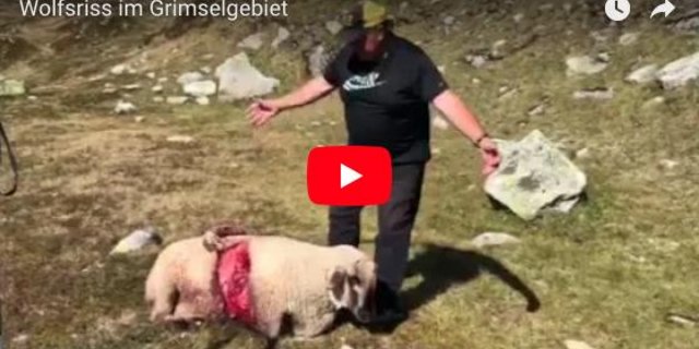 Schafhalter aus dem Grimselgebiet im Berner Oberland. (Bild zVg)