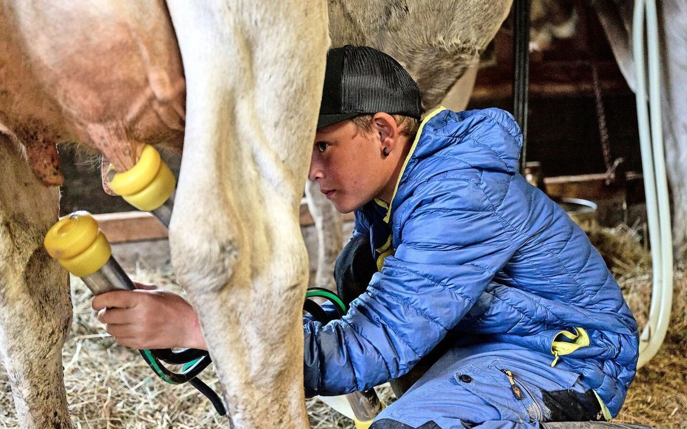 Geübte Handgriffe: Levin Gisler hilft gerne beim Melken. 
