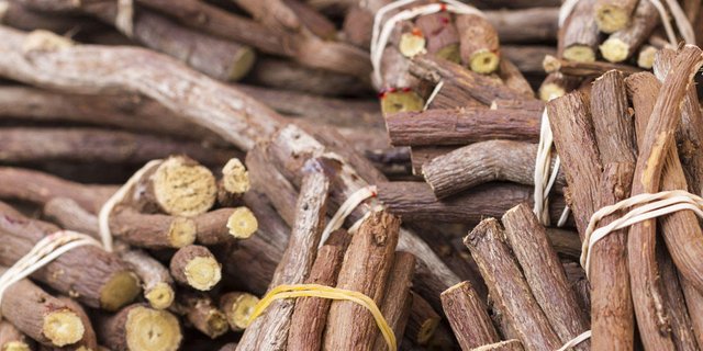 Nebst den zahlreichen positiven Wirkungen des Süssholzes gegen Husten bei Kälbern, Pferden und Menschen ist dem darin enthaltenen Giftstoff Ochratoxin A besondere Achtung zu schenken. (Bild Shutterstock)