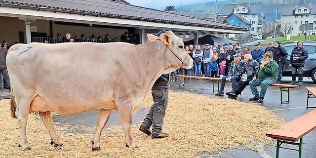 Die fünfjährige Brown-Swiss-Kuh Feldli’s Lennox Livi erreichte mit 4100 Franken den Höchstpreis.