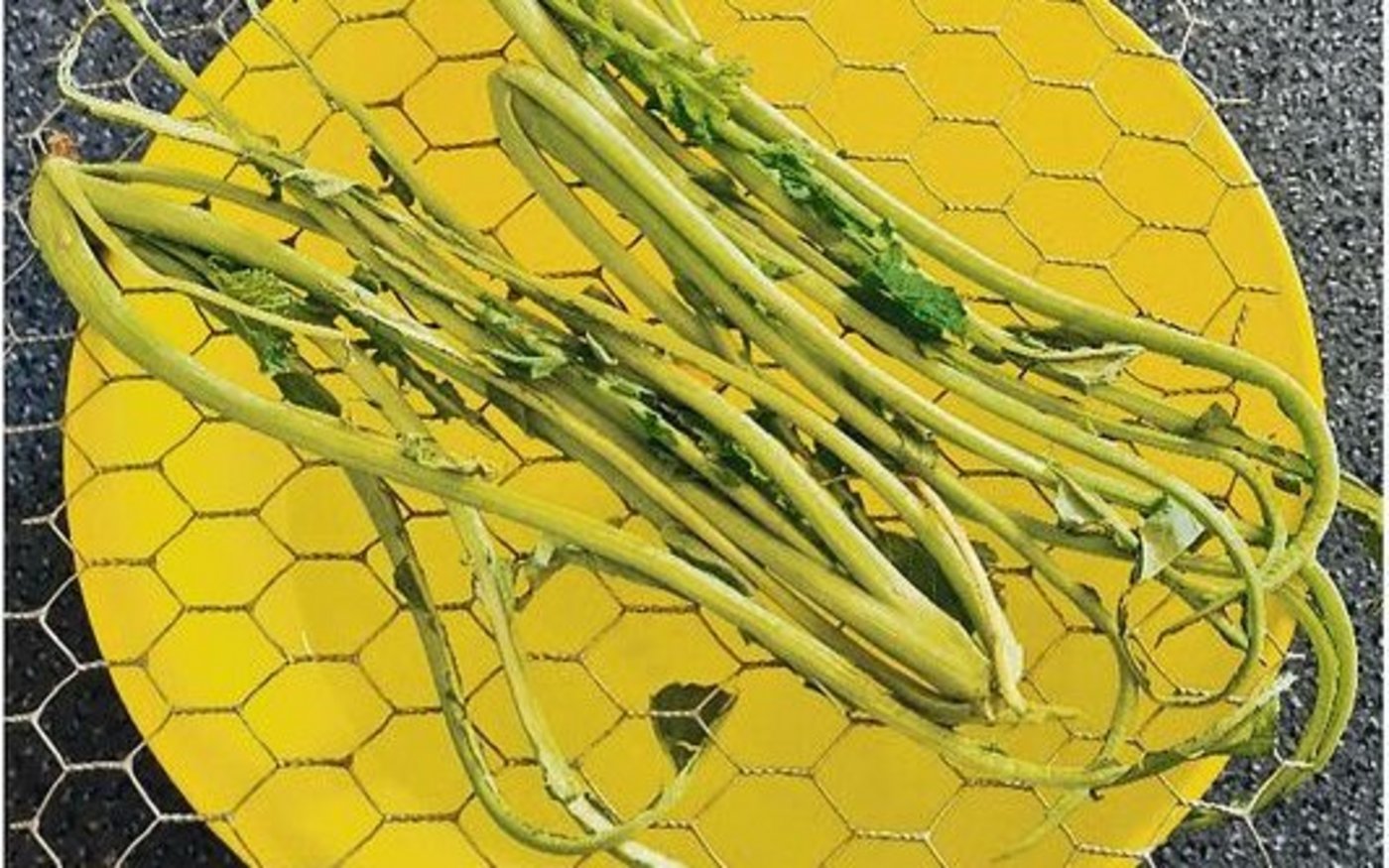 Die Berlèse-Methode auf der linken Seite und frische Frassgänge einer Rapserdflohlarve im Herbst rechts.