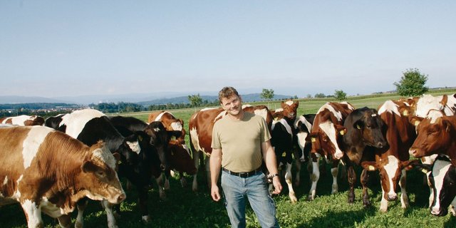 Diese Ochsenherde hat zwar einen tierischen Boss, aber dass Betriebsleiter Peter Helbling der Chef ist, ist klar ersichtlich. Die Tiere halten einen gewissen Abstand. Den fordert Helbling auch ein. (Bilder aw)