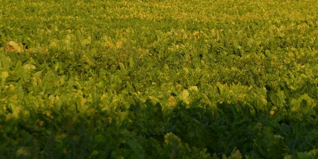 Durch den hohen Blattlausdruck tritt die Viröse Vergilbung vielerorts auf. Sie wird durch die grüne und schwarze Blattlaus übertragen. (Bild Jeanne Woodtli)