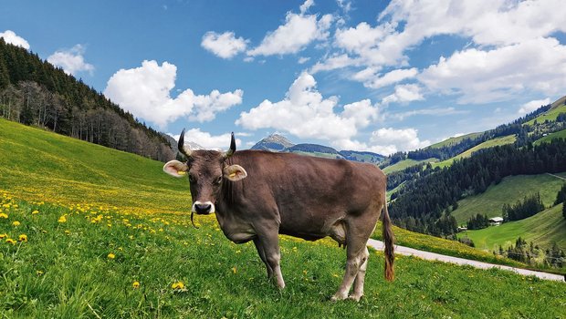 «Eine unserer Braunviehkühe im Löwenzahn – das ist Heimat.» (Bild Toni Bergmann)