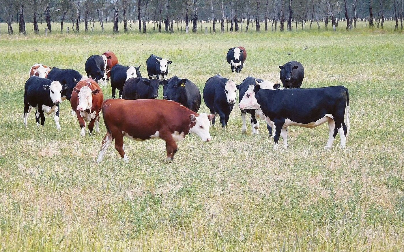 Eine Viking-Holstein-Züchtung hat sich als ideal für den Betrieb der Familie erwiesen.