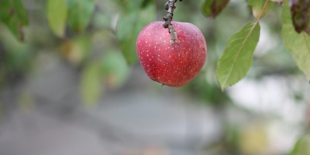 Für Produzenten gibt es beim Programm technische Unterstützung in der Umsetzung und es ist eine finanzielle Entschädigung für einige Massnahmen geplant. (Bild Pixabay)