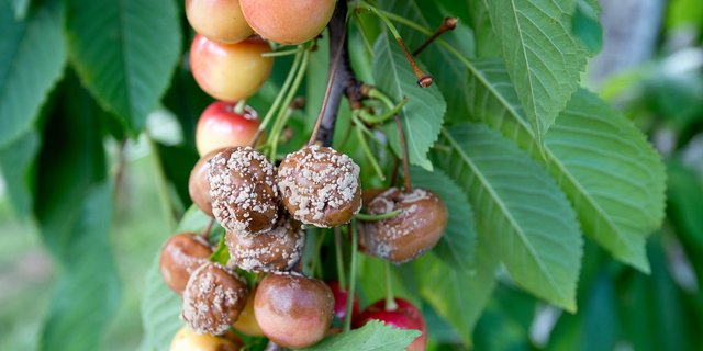 Monilia-Fruchtfäule an Kirschen. (Bild SBV)