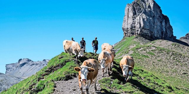 In der Schweiz verbringen jedes Jahr über 17 000 Älplerinnen und Älpler, Hirtinnen und Hirten auf rund 7000 Alpbetrieben den Sommer.
