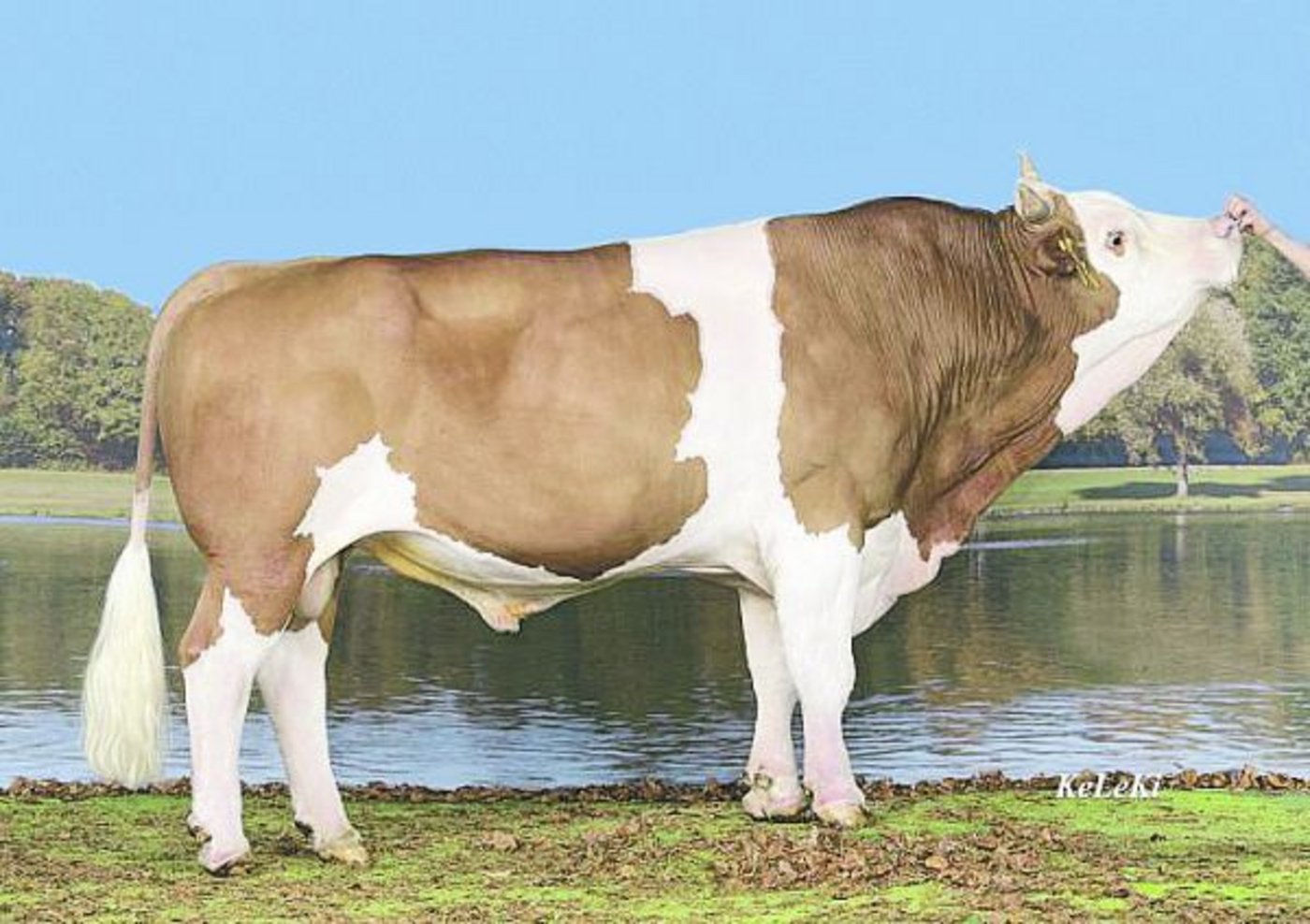 Stier Mario, ein Unic-Sohn, ist nicht nur selber schön, er gibt diese Eigenschaft auch an seine Töchter weiter. (Bild KeLeKi)